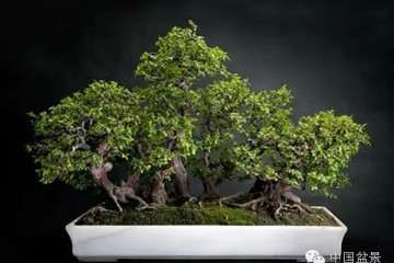 江苏省徐州汉霖园盆景批发市场