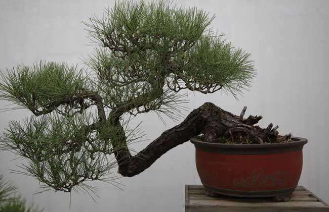 树木盆景的病虫害怎么防治