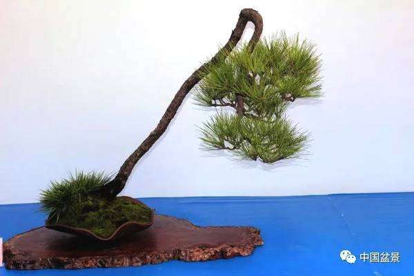 为什么松柏盆景一年翻盆4到5次即可