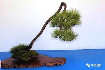 为什么松柏盆景一年翻盆4到5次即可