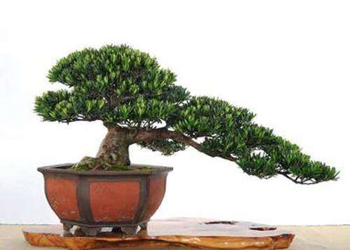 罗汉松盆景翻盆宜在春季发芽前