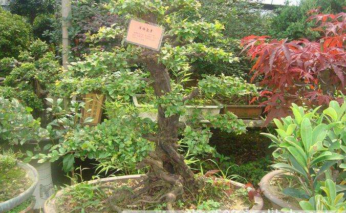 盆景培养土怎么制作和扦插