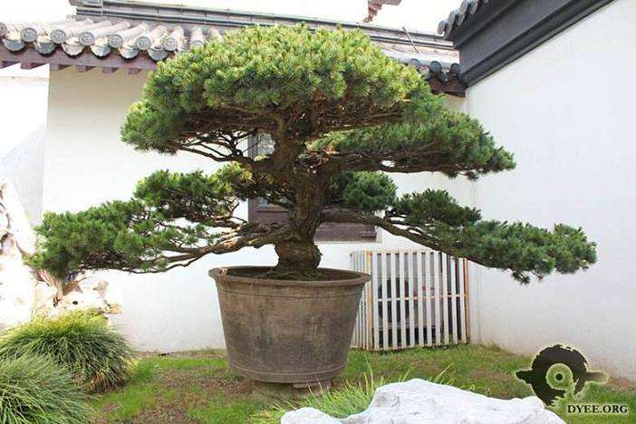 树桩盆景的3个采挖方法