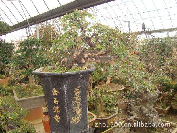 采挖树桩盆景用什么工具最好