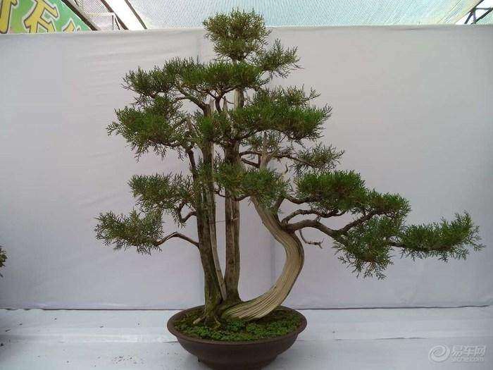 采挖树桩盆景的最好时候是什么时间