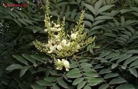 国槐发芽后常见虫害与防治方法