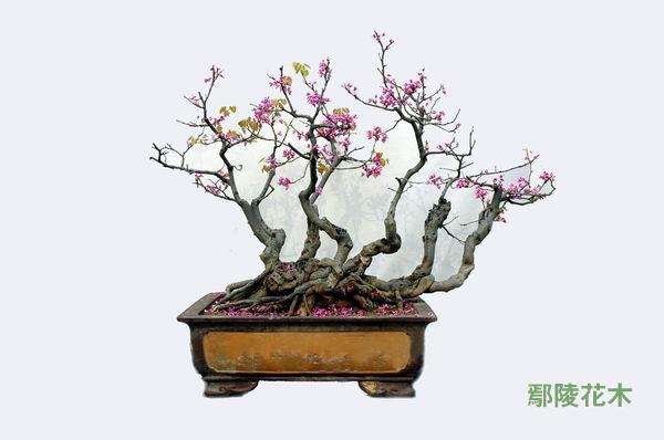 紫荆怎么上盆的过程