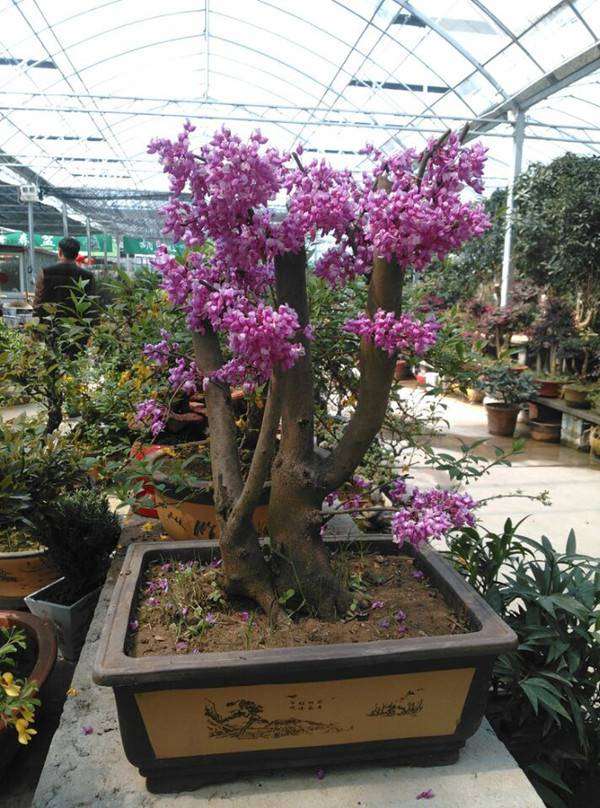 怎么促使紫荆盆景发芽快而整齐