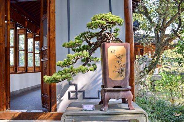 五针松盆景在春季1个月时间即可以发芽