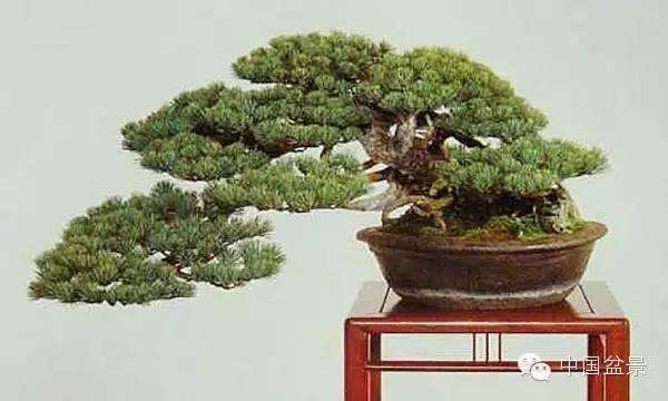 制作五针松盆景的4个品种