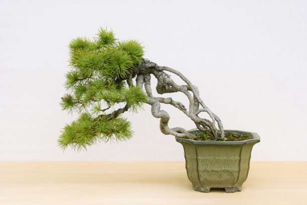 黑松盆景怎么取材与培育措施的方法