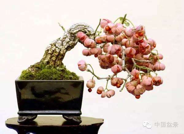 卫矛盆景怎么以攀扎为主