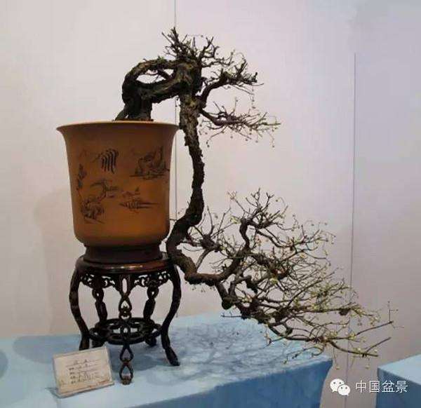 卫矛盆景怎么取材与培育措施 图片