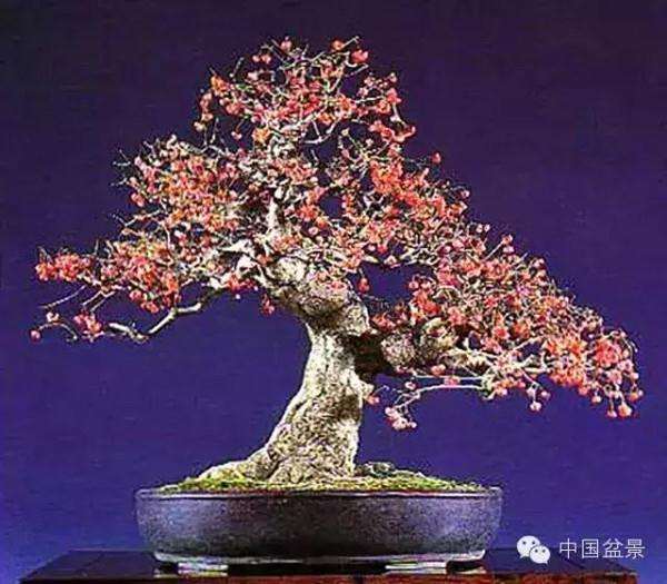 盆景怎么换盆换土的方法