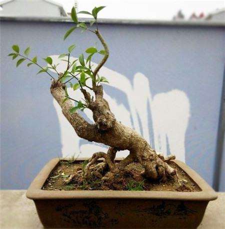 盆景什么时候换盆换土最好