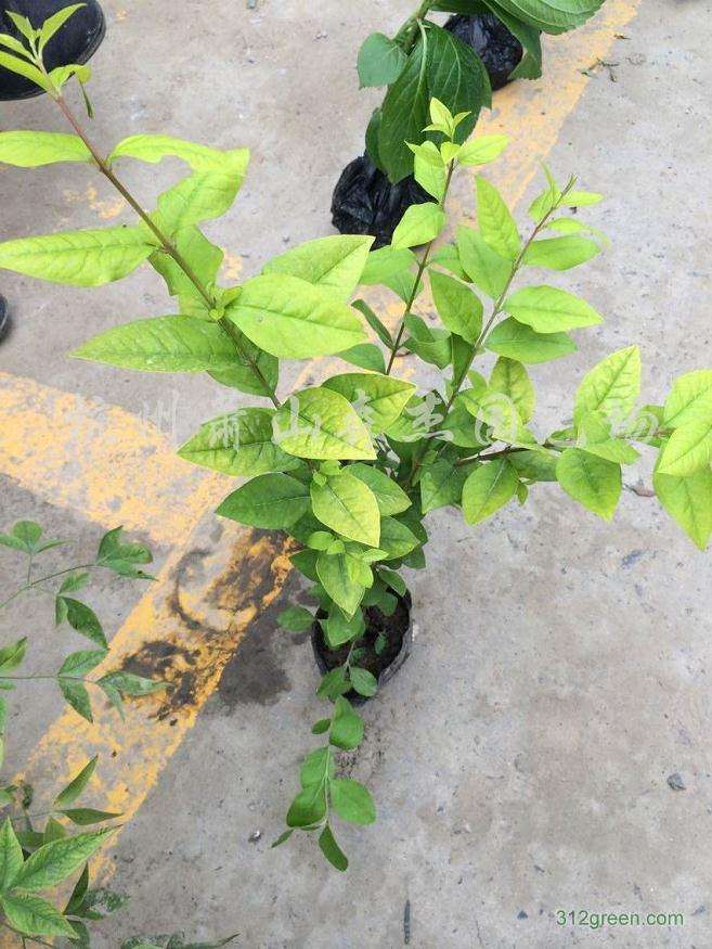 小叶女贞盆景怎么上盆用土的方法