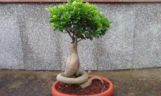 榕树盆景有什么修剪造型的方法