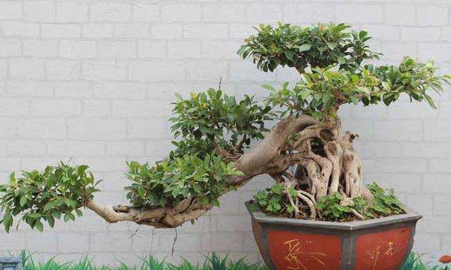 榕树盆景为什么不可以勤换盆