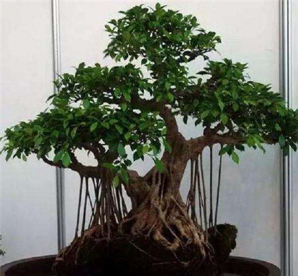 榕树盆景怎么造型与栽培的方法