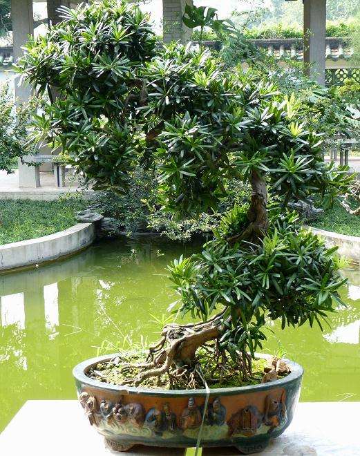 罗汉松盆景怎么栽种发芽的方法