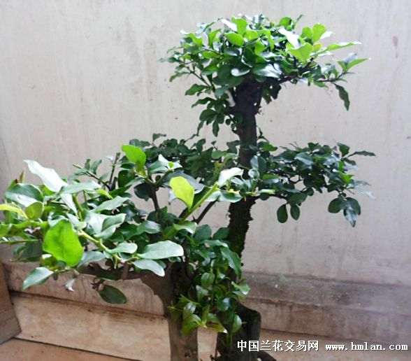 对金弹子盆景的落花落果问题的探讨