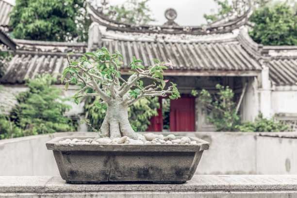 对金弹子盆景的落花落果问题的探讨