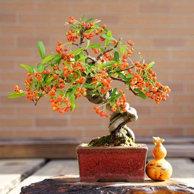 火棘盆景春季以修剪和翻盆为主