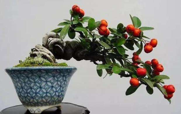 铜陵盆景造型技艺蓄干截枝和剪扎方法