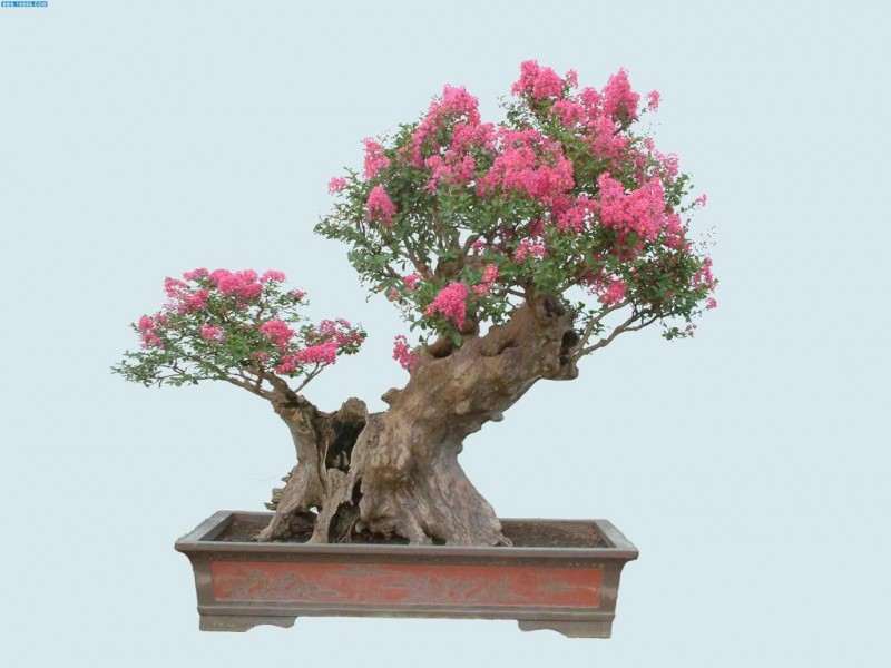 紫薇盆景怎么上盆栽植的方法