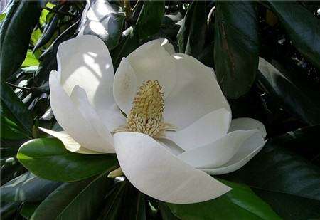 广玉兰盆景小苗的嫁接方法