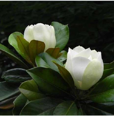 广玉兰盆景有播种