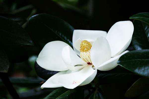 广玉兰盆景有播种