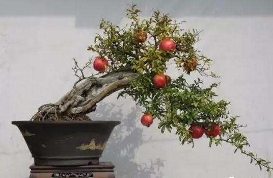 石榴盆景怎么施肥管理的方法