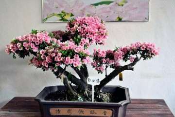 杜鹃老桩盆景怎么嫁接造型的方法 图片