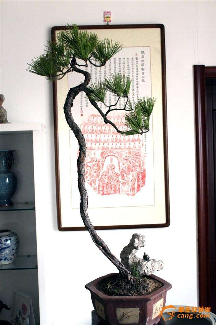 黄山松盆景怎么上盆栽种的方法