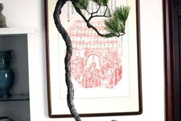 黄山松盆景怎么上盆栽种的方法 图片