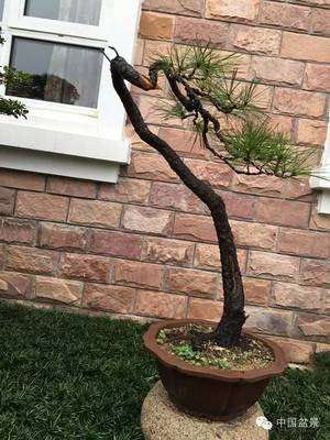 黄山松盆景上盆后怎么修剪造型