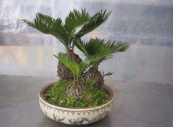 苏铁盆景怎么上盆栽种的方法