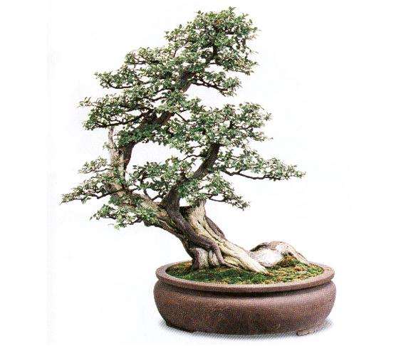 雀梅盆景怎么上盆栽种的方法