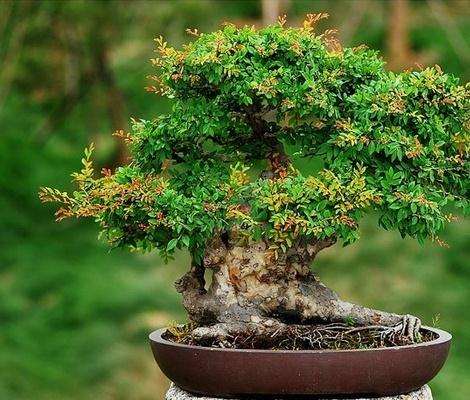 榔榆盆景怎么发芽修剪与制作