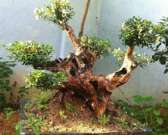 赤楠盆景造型后怎么养护的方法