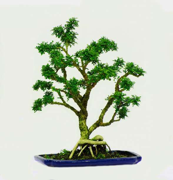 树桩盆景怎么合理施肥的方法