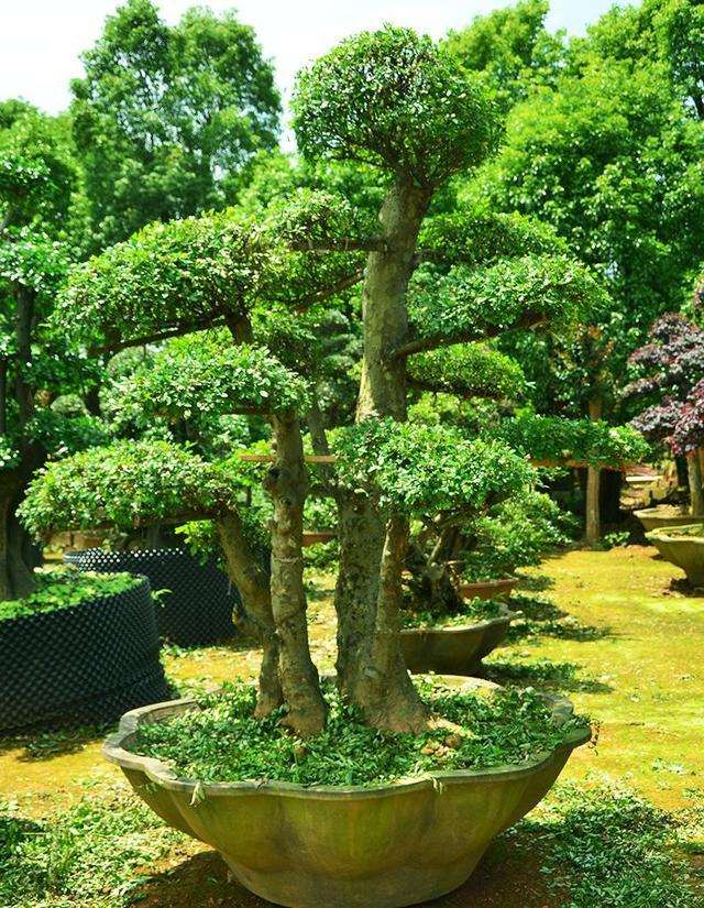 家养盆景有哪些常见病虫害