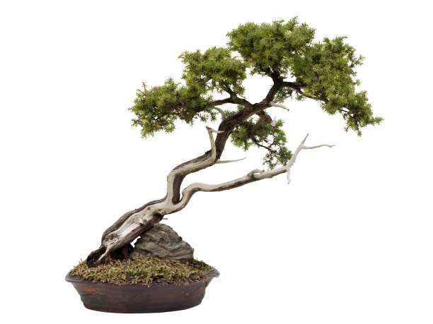 家庭盆景夏季与过冬要注意些什么