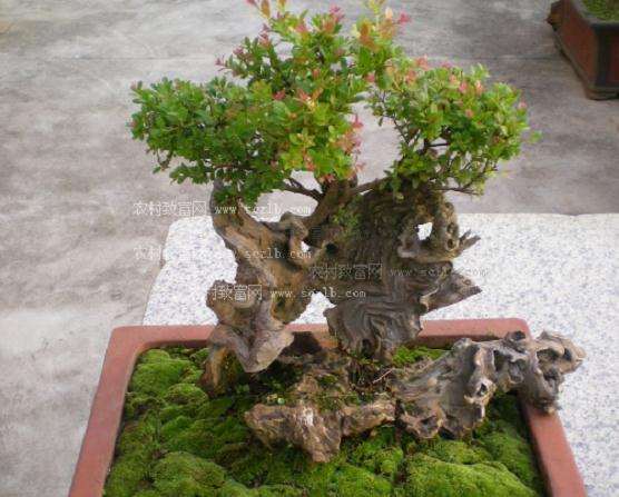 室内怎么养护盆景最好