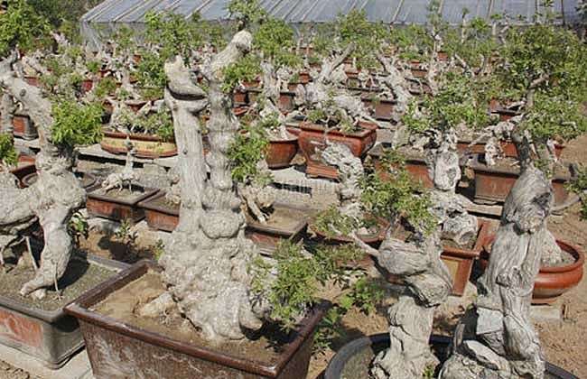 黄荆盆景在发芽前怎么上盆管理的方法