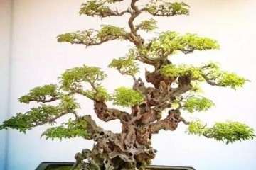 树桩盆景上盆后怎么浇水养护 图片