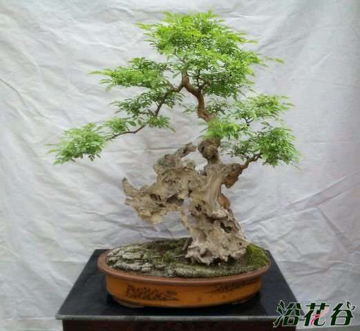 牡荆盆景怎么修剪栽种的方法