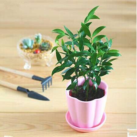 竹柏盆景春季移栽后怎么养护