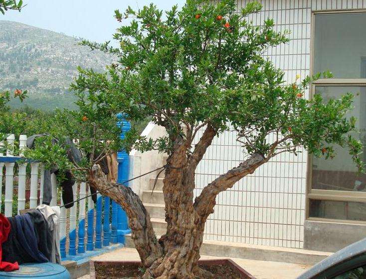 石榴盆景怎么造型修剪的方法 图片